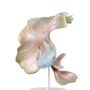 Decorative objects - Betta Fishes Collection - Lladró - Handmade Porcelain - LLADRÓ