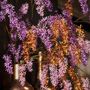 Décorations florales - AW23 - Envie de vacances - Wisteria - Des fleurs et des plantes artificielles pour la vie ! - SILK-KA