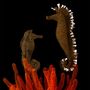 Unique pieces - Seahorses. Underwater Forest Collection - ODILE MOULIN SCULPTURES