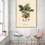 Poster - Posters - Botany - THE DYBDAHL CO.