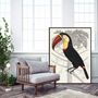 Poster - Posters - Ornithology - THE DYBDAHL CO.