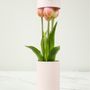 Scents - Tulip Ever After - NODITO