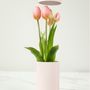 Scents - Tulip Ever After - NODITO