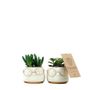 Decorative objects - Mini Succulents in a Face Pot with Glasses - white/gold - small - PLANTOPHILE