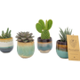 Decorative objects - Seventies Mini Succulents mix with flowerpot - 4-color assortment - small - PLANTOPHILE