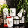 Gifts - Dill seed kit - MAUVAISES GRAINES