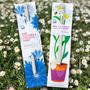 Gifts - Plantable pencil kit with chamomile seeds - with blister - RIPPOTAI