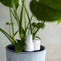 Design objects - Plant Waterer / Steam - DONKEY PRODUCTS
