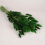 Floral decoration - Dried Lagurus moss green H67cm - LE COMPTOIR.COM