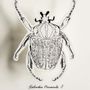 Gifts - Customizable cards - DIY - Giant beetles - MES COLORIAGES POPUP