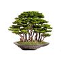 Decorative objects - Handmade decorative artificial bonsai - OMNIA CONCEPT