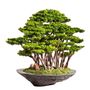 Decorative objects - Handmade decorative artificial bonsai. - OMNIA CONCEPT