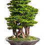 Decorative objects - Handmade decorative artificial bonsai. - OMNIA CONCEPT