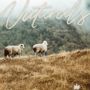 Design carpets - NATURALS - BRINTONS CARPETS