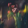 Scent diffusers - Nigrum Tulipa Fragrance Diffuser 200ml — Amber - HYPSOÉ -APOTHECA-MADE IN PARIS
