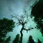 Art photos - Tree under the Northern Lights in Sweden - ANNA DOBROVOLSKAYA-MINTS