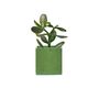 Floral decoration - Colored concrete pot for green plants - JUNNY