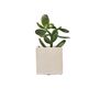 Floral decoration - Colored concrete pot for green plant - JUNNY