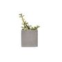 Floral decoration - Colored concrete pot for green plants - JUNNY