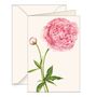 Carterie - Cartes de vœux avec enveloppe "Peonie" - TASSOTTI - ITALY