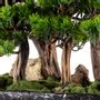 Objets de décoration - Navis Bonsai Garden - Bonsaï artificiel décoratif fait main - OMNIA CONCEPT