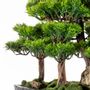 Objets de décoration - Navis Bonsai Garden - Bonsaï artificiel décoratif fait main - OMNIA CONCEPT