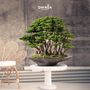 Decorative objects - Handmade decorative artificial bonsai. - OMNIA CONCEPT