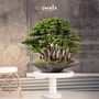 Decorative objects - Handmade decorative artificial bonsai - OMNIA CONCEPT