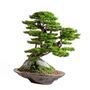 Decorative objects - Kursa Thuja - 4 - High quality handmade artificial bonsai - OMNIA CONCEPT