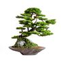 Decorative objects - Kursa Thuja - 4 - High quality handmade artificial bonsai - OMNIA CONCEPT