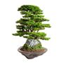 Decorative objects - Kursa Thuja - 4 - High quality handmade artificial bonsai - OMNIA CONCEPT