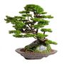 Decorative objects - Kursa Thuja - 4 - High quality handmade artificial bonsai - OMNIA CONCEPT