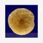 Paintings - Lotus leaf - SO SKIN - IDASY