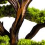 Objets de décoration - Mira Bonsai - 8 - fait main créé à partir d'un vrai tronc d'arbre. - OMNIA CONCEPT