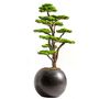 Objets de décoration - Mira Bonsai - 7 - Bonsaï artificiel décoratif fait main à partir d'un vrai tronc d'arbre - OMNIA CONCEPT