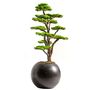 Decorative objects - Mira Bonsai - 7 - Decorative artificial bonsai handmade from a real tree trunk - OMNIA CONCEPT