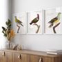Poster - Posters - Ornithology - THE DYBDAHL CO.