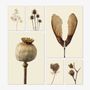 Poster - Withered botanicals - LILJEBERGS