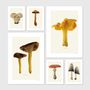 Kitchens furniture - Mushrooms - LILJEBERGS