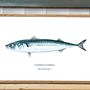 Poster - Mackerel poster - Reproduction on art paper - VAREK ILLUSTRATIONS