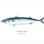 Poster - Mackerel poster - Reproduction on art paper - VAREK ILLUSTRATIONS
