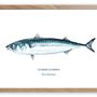 Poster - Mackerel poster - Reproduction on art paper - VAREK ILLUSTRATIONS