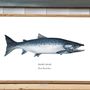 Affiches - Affiche Le Saumon Atlantique - Reproduction sur papier d'art - VAREK ILLUSTRATIONS