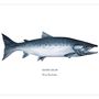 Affiches - Affiche Le Saumon Atlantique - Reproduction sur papier d'art - VAREK ILLUSTRATIONS