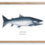 Affiches - Affiche Le Saumon Atlantique - Reproduction sur papier d'art - VAREK ILLUSTRATIONS
