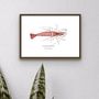 Poster - The Shrimp poster - Reproduction on art paper - VAREK ILLUSTRATIONS