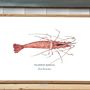 Poster - The Shrimp poster - Reproduction on art paper - VAREK ILLUSTRATIONS