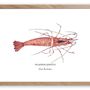 Poster - The Shrimp poster - Reproduction on art paper - VAREK ILLUSTRATIONS