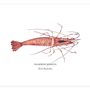Poster - The Shrimp poster - Reproduction on art paper - VAREK ILLUSTRATIONS