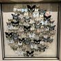 Objets de décoration - Cadre Papillons & autres insectes - DESIGN & NATURE